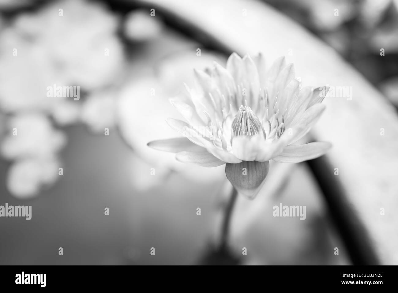 Une photographie en gros plan en noir et blanc capture une fleur de lotus blanche en pleine floraison, ses pétales rayonnant vers l'extérieur à partir d'une étamine centrale Banque D'Images