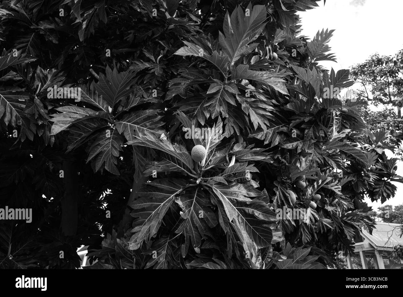 Photographie en noir et blanc d'un arbre à pain sur le terrain du zoo d'Honolulu, Honolulu, Oahu, Hawaii, États-Unis Banque D'Images