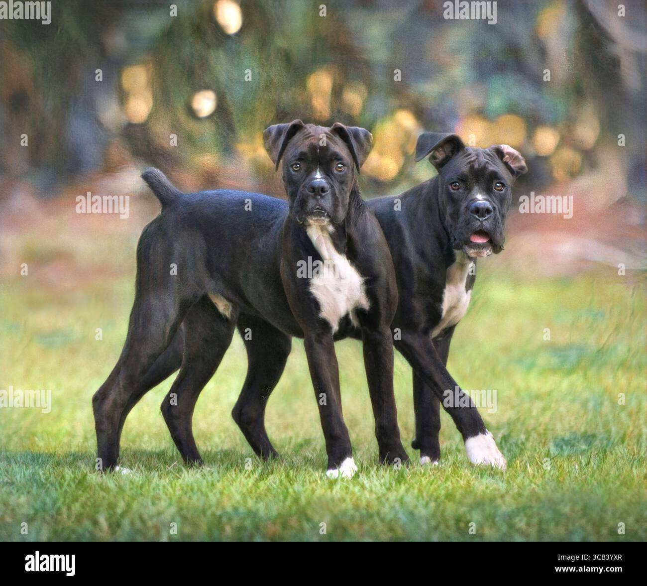 Une paire de jeunes garçons de 9 mois, frères et sœurs Boxer jouent sur la pelouse. Banque D'Images