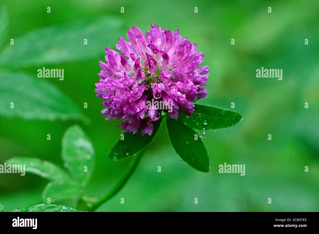 Une seule fleur de trèfle rouge 'Trifolium pratense', sur fond vert. Banque D'Images
