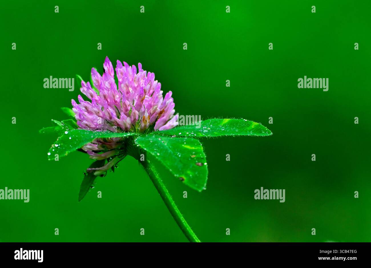 Trèfle rouge 'Trifolium pratense', plante sur fond d'herbe verte dans les régions rurales de l'Alberta au Canada Banque D'Images