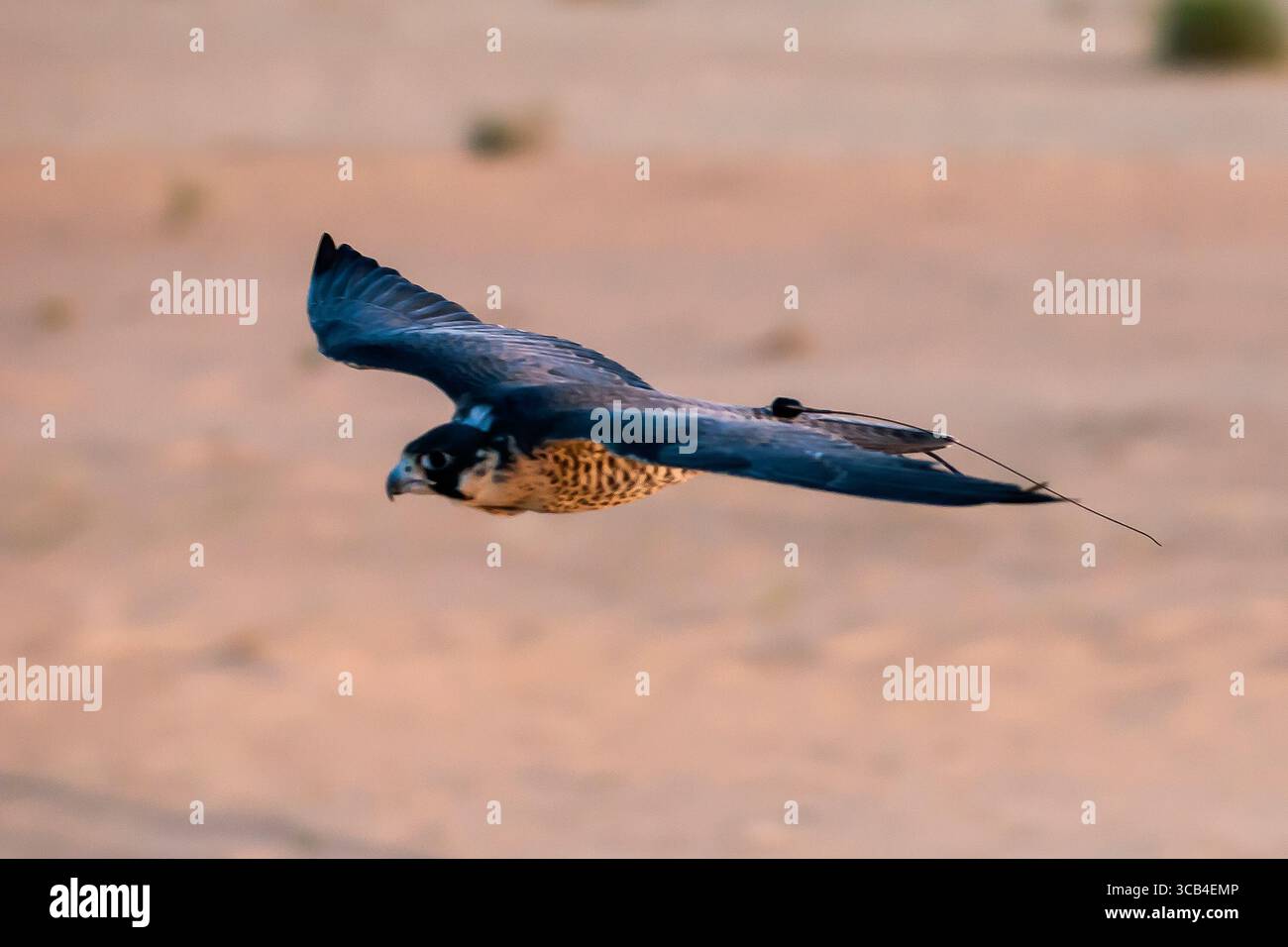 Un faucon pendant un entraînement de fauconnerie dans le désert à Riyad, en Arabie Saoudite. Banque D'Images