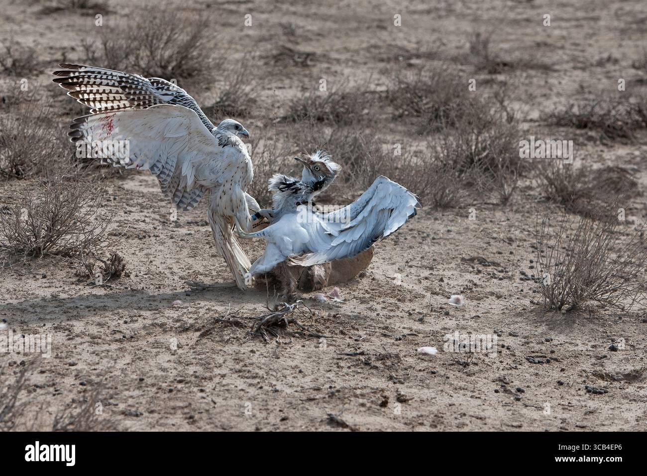 Un faucon féroce capture une outarde houbara, mettant en valeur un moment dramatique de survie et de précision prédatrice dans la nature. Banque D'Images