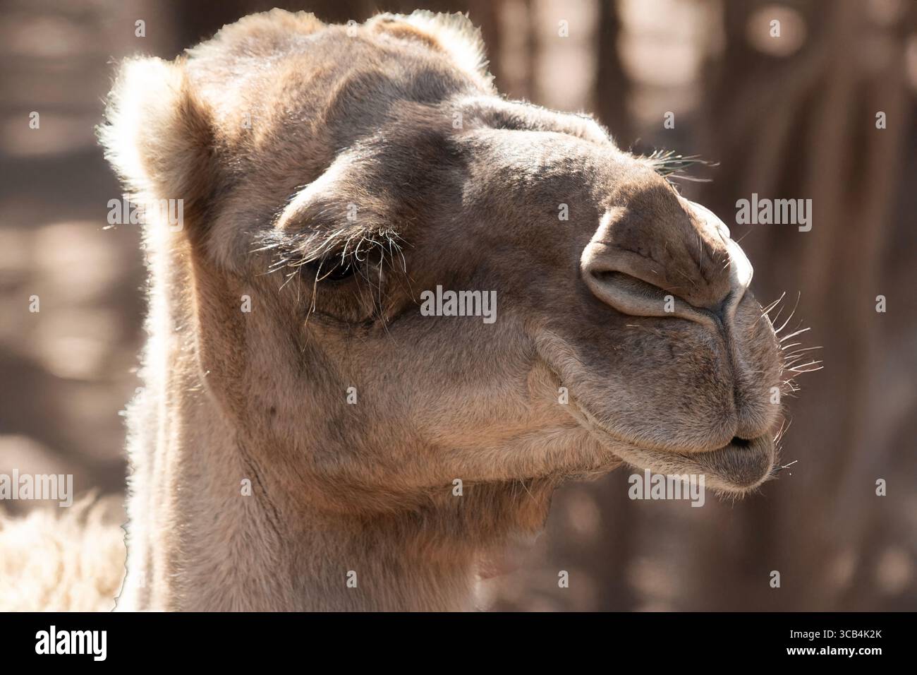 Les chameaux sont des mammifères avec des yeux bruns, de longs cils, un museau à grandes lèvres et un dos bosselé. Banque D'Images