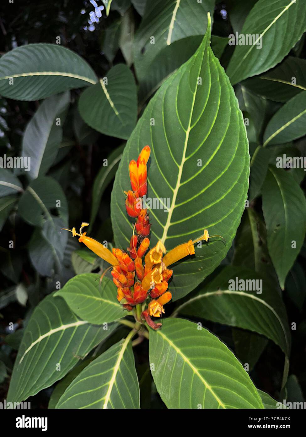 Sanchezia parvibracteata, une espèce tropicale originaire d'Amérique centrale qui est maintenant une mauvaise herbe environnementale dans le Queensland, en Australie - Image de stock capturée avec un smartphone