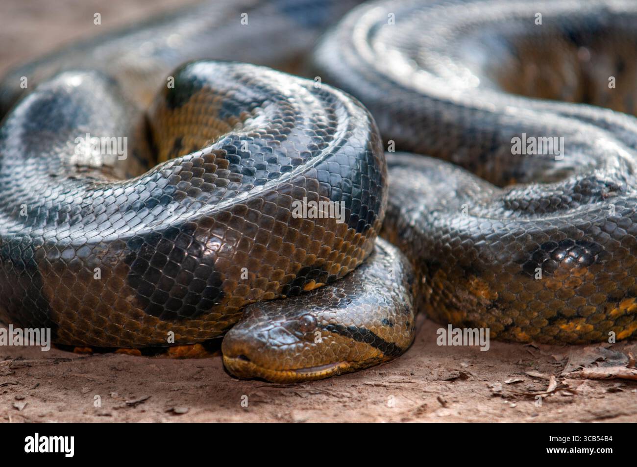 7 mars 2008, Belen, Pérou : un anaconda vert sauvage, Eunectes murinus, Parc national de l'Amazone, Loreto, Pérou... L'anaconda vert (Eunectes murinus), également connu sous le nom d'anaconda géant, anaconda émeraude, anaconda commun, ou boa d'eau commun, est une espèce de boa trouvée en Amérique du Sud et dans l'île caribéenne de Trinidad. C'est le plus grand, le plus lourd et le deuxième plus long (après le python réticulé) serpent du monde. Aucune sous-espèce n'est actuellement reconnue. Comme tous les boas, c'est un constricteur non venimeux. Le terme anaconda fait souvent référence à cette espèce, bien que le terme puisse également s'appliquer à d'autres membres Banque D'Images