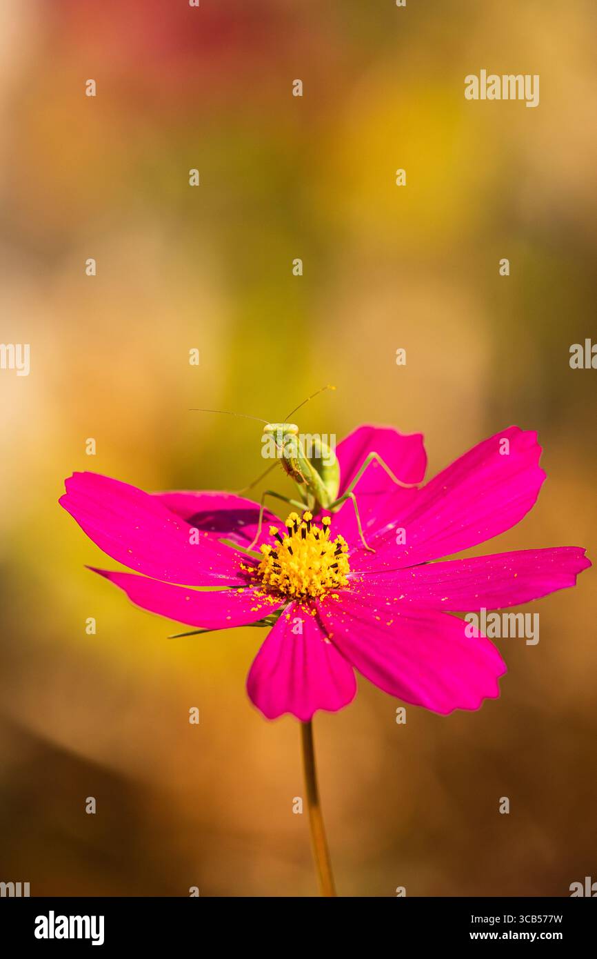 Prier Mantis assis tôt le matin sur une fleur de cosmos poussant dans un jardin de Californie du Sud Banque D'Images