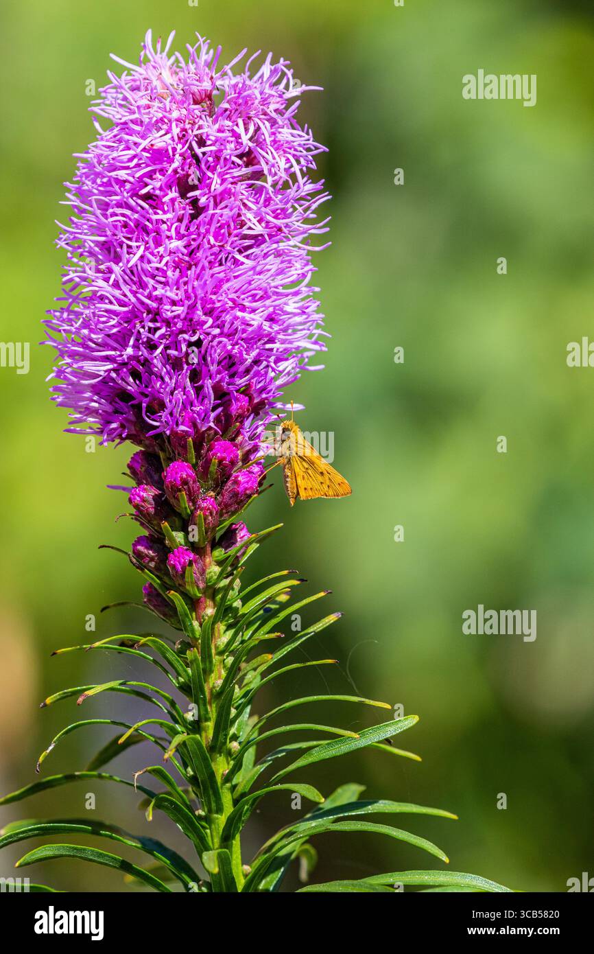 Skipper fougueux Hylephila phyleus pollinisant une plante de Kobold Liatris spicata poussant dans le sud de la Californie. Banque D'Images