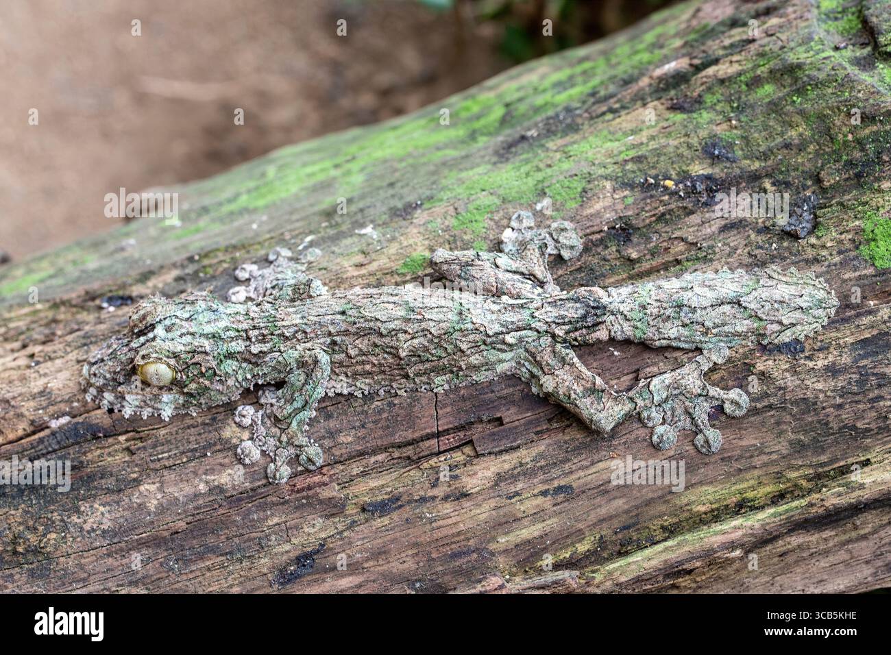 Gecko moussue à queue de feuille de Madagascar Banque D'Images