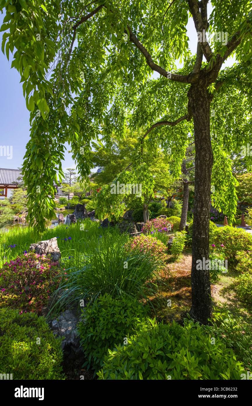 Jardin japonais du temple Sanjūsangen-dō avec une végétation luxuriante, des fleurs vibrantes et des arbres tranquilles sous un ciel bleu clair, créant un cadre paisible et nat Banque D'Images