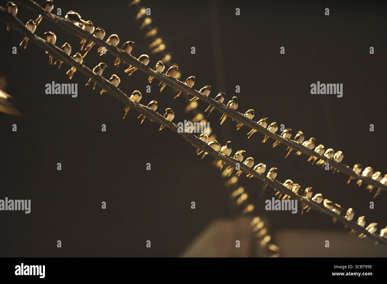 7 octobre 2023, Yogyakarta, Yogyakarta, Indonésie : des milliers de hirundo rustica asiatiques perchés sur les lignes électriques de la ville et les lumières des panneaux d'affichage pour se reposer la nuit à Yogyakarta, le 7,2023 octobre. Cet oiseau de petite longueur migre de ses aires de reproduction en Amérique du Nord et en Eurasie. Pour éviter les conditions météorologiques extrêmes, ces oiseaux volent, cherchent de la nourriture et se reposent dans d'autres régions. L'itinéraire de voyage est assez long, à partir de l'Amérique centrale et du Sud, du sud de l'Espagne, du Maroc, de l'Egypte, de l'Afrique subsaharienne, moyen-Orient, Inde, Indochine, Malaisie, Australie, jusqu'à l'arrivée en Indonésie à Septembe Banque D'Images