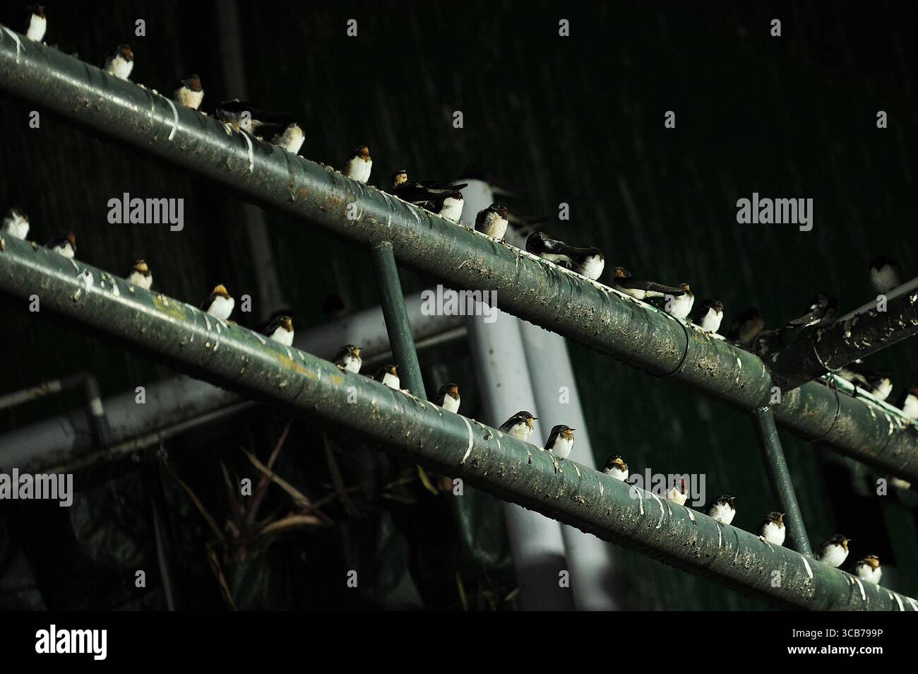 7 octobre 2023, Yogyakarta, Yogyakarta, Indonésie : des milliers de hirundo rustica asiatiques perchés sur les lignes électriques de la ville et les lumières des panneaux d'affichage pour se reposer la nuit à Yogyakarta, le 7,2023 octobre. Cet oiseau de petite longueur migre de ses aires de reproduction en Amérique du Nord et en Eurasie. Pour éviter les conditions météorologiques extrêmes, ces oiseaux volent, cherchent de la nourriture et se reposent dans d'autres régions. L'itinéraire de voyage est assez long, à partir de l'Amérique centrale et du Sud, du sud de l'Espagne, du Maroc, de l'Egypte, de l'Afrique subsaharienne, moyen-Orient, Inde, Indochine, Malaisie, Australie, jusqu'à l'arrivée en Indonésie à Septembe Banque D'Images