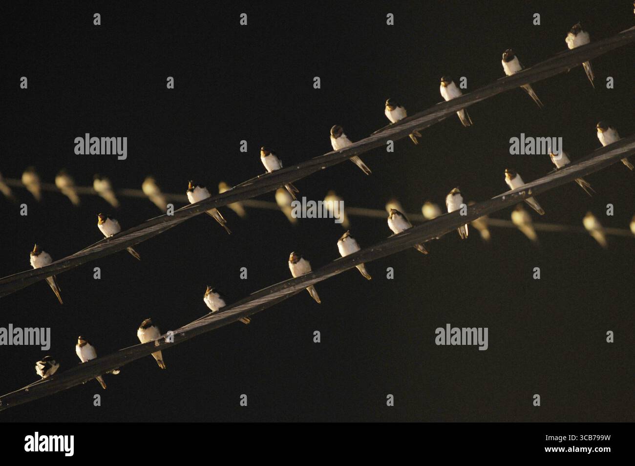 7 octobre 2023, Yogyakarta, Yogyakarta, Indonésie : des milliers de hirundo rustica asiatiques perchés sur les lignes électriques de la ville et les lumières des panneaux d'affichage pour se reposer la nuit à Yogyakarta, le 7,2023 octobre. Cet oiseau de petite longueur migre de ses aires de reproduction en Amérique du Nord et en Eurasie. Pour éviter les conditions météorologiques extrêmes, ces oiseaux volent, cherchent de la nourriture et se reposent dans d'autres régions. L'itinéraire de voyage est assez long, à partir de l'Amérique centrale et du Sud, du sud de l'Espagne, du Maroc, de l'Egypte, de l'Afrique subsaharienne, moyen-Orient, Inde, Indochine, Malaisie, Australie, jusqu'à l'arrivée en Indonésie à Septembe Banque D'Images