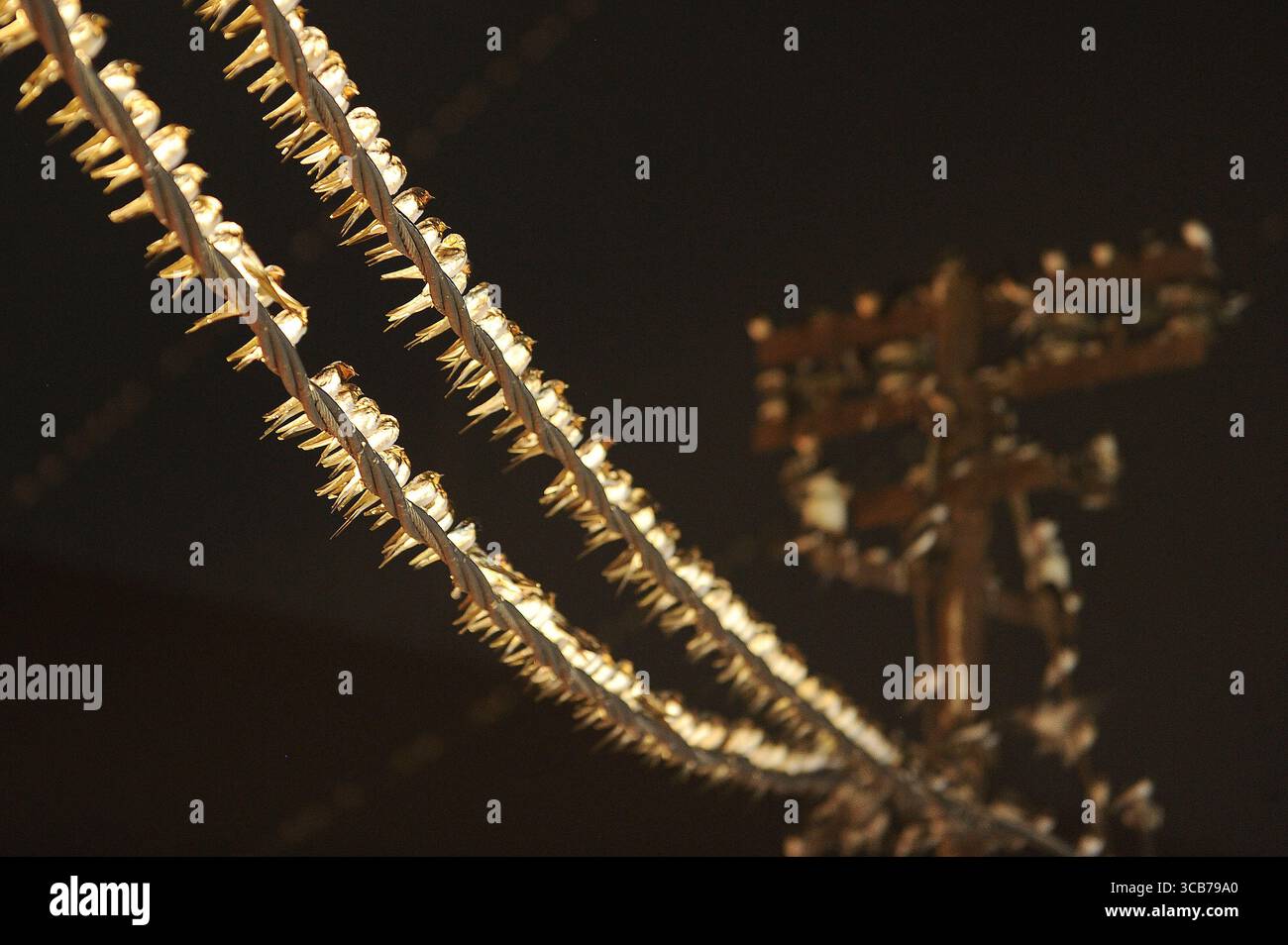 7 octobre 2023, Yogyakarta, Yogyakarta, Indonésie : des milliers de hirundo rustica asiatiques perchés sur les lignes électriques de la ville et les lumières des panneaux d'affichage pour se reposer la nuit à Yogyakarta, le 7,2023 octobre. Cet oiseau de petite longueur migre de ses aires de reproduction en Amérique du Nord et en Eurasie. Pour éviter les conditions météorologiques extrêmes, ces oiseaux volent, cherchent de la nourriture et se reposent dans d'autres régions. L'itinéraire de voyage est assez long, à partir de l'Amérique centrale et du Sud, du sud de l'Espagne, du Maroc, de l'Egypte, de l'Afrique subsaharienne, moyen-Orient, Inde, Indochine, Malaisie, Australie, jusqu'à l'arrivée en Indonésie à Septembe Banque D'Images