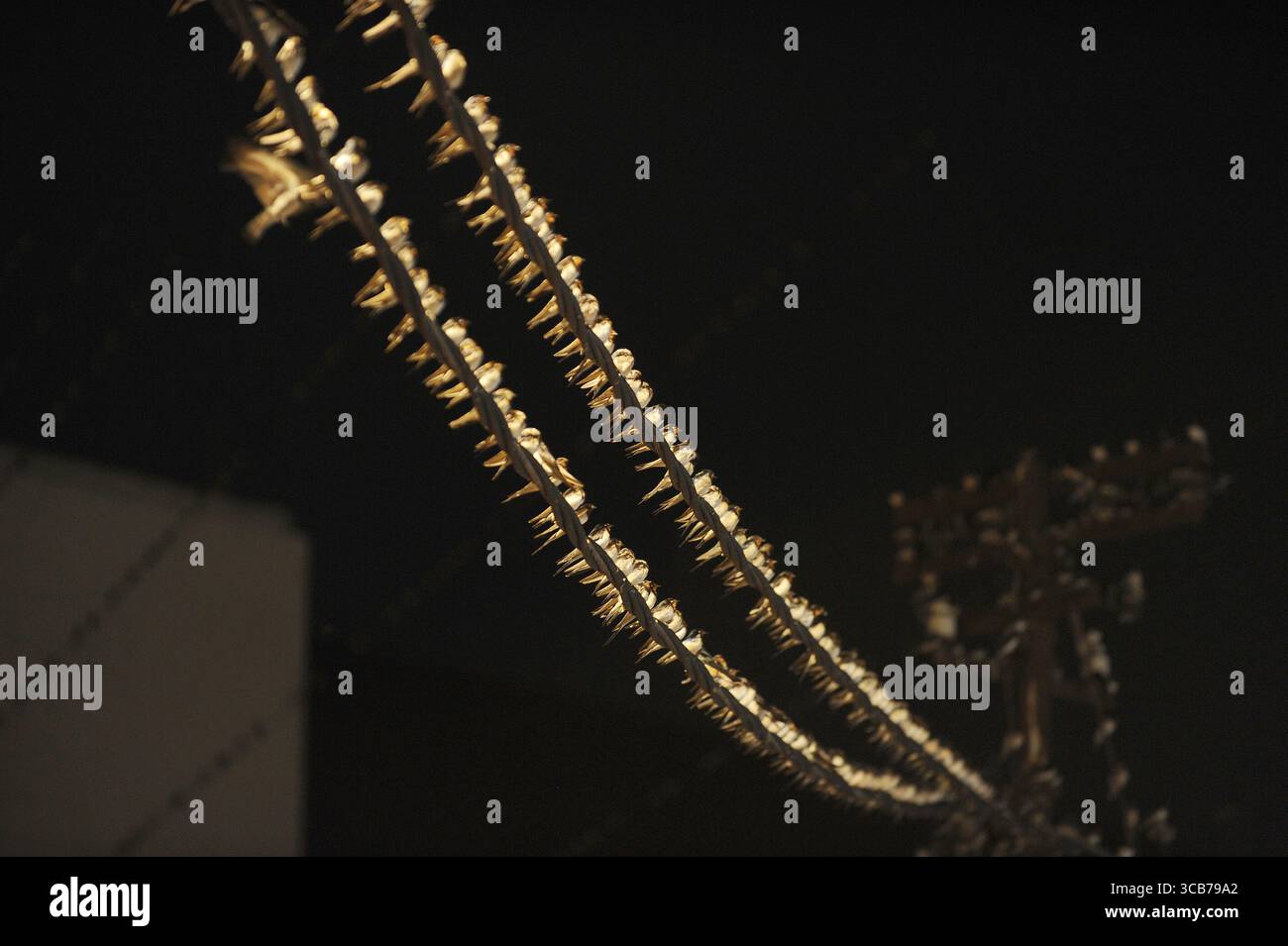 7 octobre 2023, Yogyakarta, Yogyakarta, Indonésie : des milliers de hirundo rustica asiatiques perchés sur les lignes électriques de la ville et les lumières des panneaux d'affichage pour se reposer la nuit à Yogyakarta, le 7,2023 octobre. Cet oiseau de petite longueur migre de ses aires de reproduction en Amérique du Nord et en Eurasie. Pour éviter les conditions météorologiques extrêmes, ces oiseaux volent, cherchent de la nourriture et se reposent dans d'autres régions. L'itinéraire de voyage est assez long, à partir de l'Amérique centrale et du Sud, du sud de l'Espagne, du Maroc, de l'Egypte, de l'Afrique subsaharienne, moyen-Orient, Inde, Indochine, Malaisie, Australie, jusqu'à l'arrivée en Indonésie à Septembe Banque D'Images