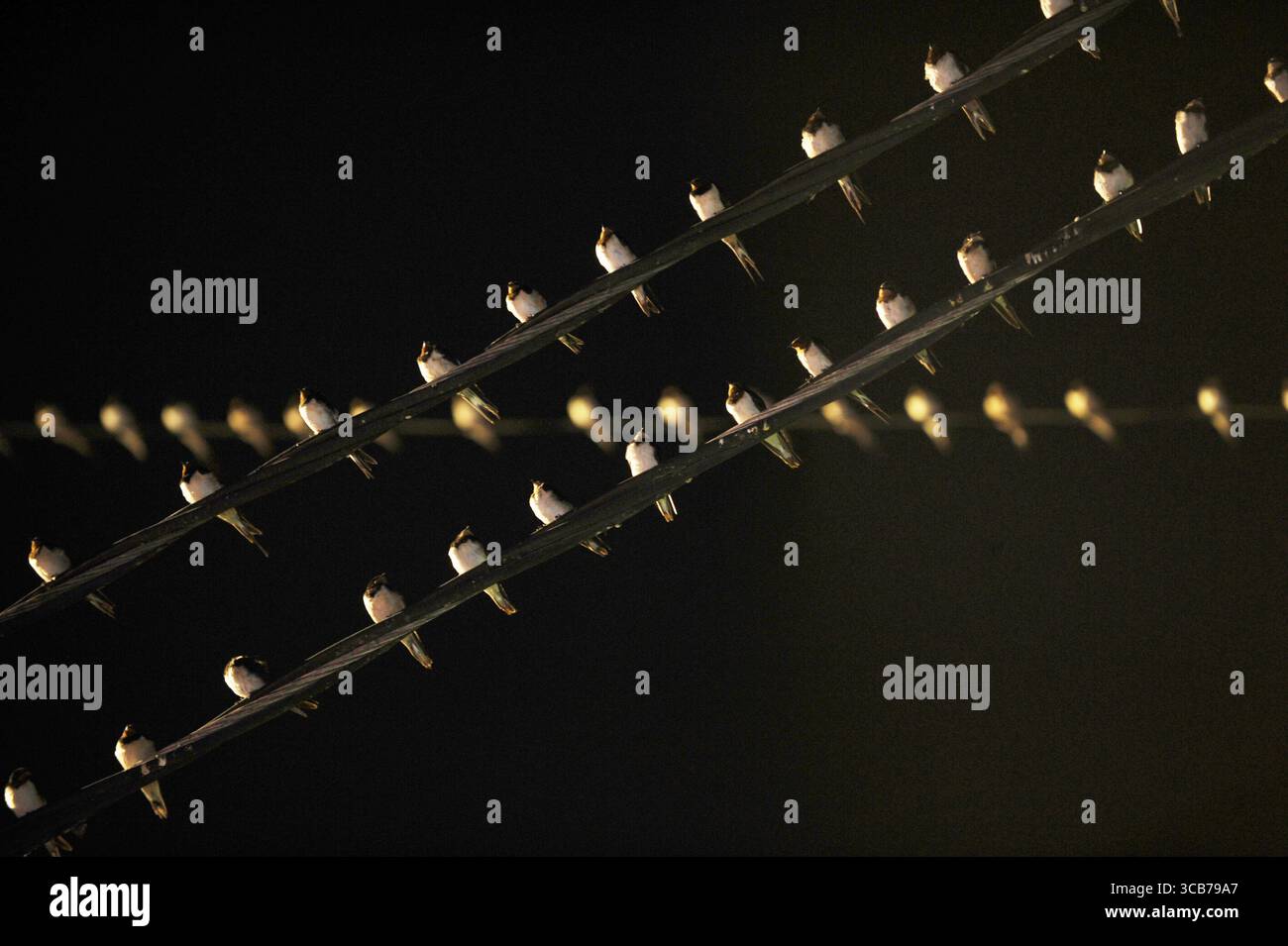 7 octobre 2023, Yogyakarta, Yogyakarta, Indonésie : des milliers de hirundo rustica asiatiques perchés sur les lignes électriques de la ville et les lumières des panneaux d'affichage pour se reposer la nuit à Yogyakarta, le 7,2023 octobre. Cet oiseau de petite longueur migre de ses aires de reproduction en Amérique du Nord et en Eurasie. Pour éviter les conditions météorologiques extrêmes, ces oiseaux volent, cherchent de la nourriture et se reposent dans d'autres régions. L'itinéraire de voyage est assez long, à partir de l'Amérique centrale et du Sud, du sud de l'Espagne, du Maroc, de l'Egypte, de l'Afrique subsaharienne, moyen-Orient, Inde, Indochine, Malaisie, Australie, jusqu'à l'arrivée en Indonésie à Septembe Banque D'Images