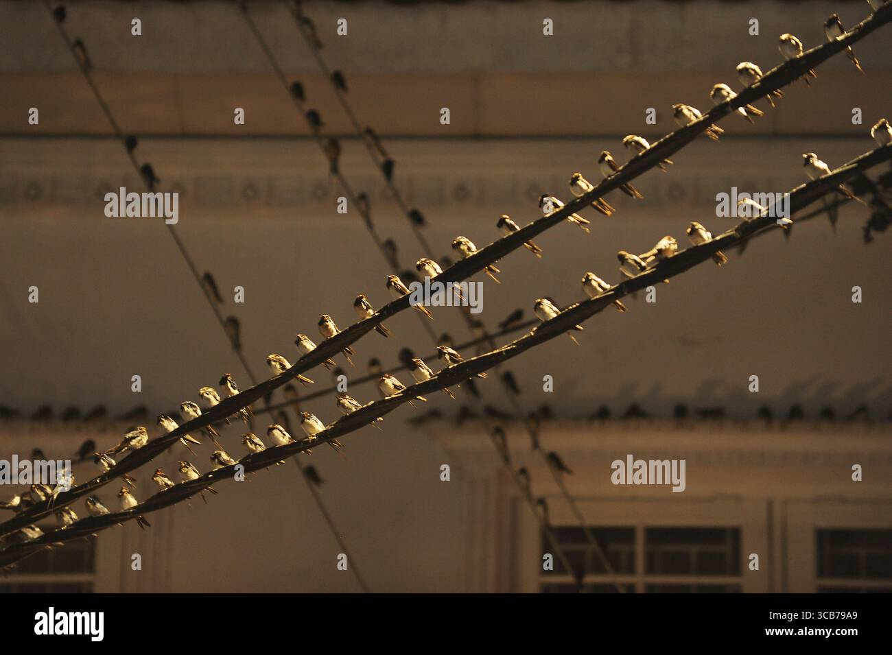 7 octobre 2023, Yogyakarta, Yogyakarta, Indonésie : des milliers de hirundo rustica asiatiques perchés sur les lignes électriques de la ville et les lumières des panneaux d'affichage pour se reposer la nuit à Yogyakarta, le 7,2023 octobre. Cet oiseau de petite longueur migre de ses aires de reproduction en Amérique du Nord et en Eurasie. Pour éviter les conditions météorologiques extrêmes, ces oiseaux volent, cherchent de la nourriture et se reposent dans d'autres régions. L'itinéraire de voyage est assez long, à partir de l'Amérique centrale et du Sud, du sud de l'Espagne, du Maroc, de l'Egypte, de l'Afrique subsaharienne, moyen-Orient, Inde, Indochine, Malaisie, Australie, jusqu'à l'arrivée en Indonésie à Septembe Banque D'Images