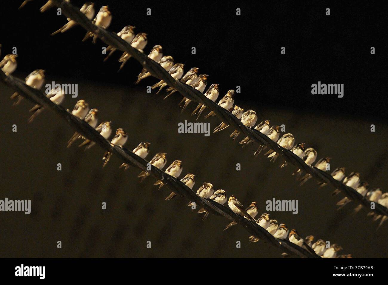 7 octobre 2023, Yogyakarta, Yogyakarta, Indonésie : des milliers de hirundo rustica asiatiques perchés sur les lignes électriques de la ville et les lumières des panneaux d'affichage pour se reposer la nuit à Yogyakarta, le 7,2023 octobre. Cet oiseau de petite longueur migre de ses aires de reproduction en Amérique du Nord et en Eurasie. Pour éviter les conditions météorologiques extrêmes, ces oiseaux volent, cherchent de la nourriture et se reposent dans d'autres régions. L'itinéraire de voyage est assez long, à partir de l'Amérique centrale et du Sud, du sud de l'Espagne, du Maroc, de l'Egypte, de l'Afrique subsaharienne, moyen-Orient, Inde, Indochine, Malaisie, Australie, jusqu'à l'arrivée en Indonésie à Septembe Banque D'Images