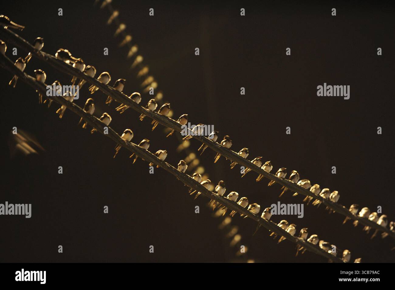 7 octobre 2023 : YOGYAKARTA, INDONÉSIE, OCTOBRE - 7 OCTOBRE : des milliers d'hirundo rustica asiatiques perchés sur les lignes électriques de la ville et les panneaux d'affichage pour se reposer la nuit à Yogyakarta, le 7,2023 septembre. Cet oiseau de petite longueur migre de ses aires de reproduction en Amérique du Nord et en Eurasie. Pour éviter les conditions météorologiques extrêmes, ces oiseaux volent, cherchent de la nourriture et se reposent dans d'autres régions. L'itinéraire de voyage est assez long, à partir de l'Amérique centrale et du Sud, du sud de l'Espagne, du Maroc, de l'Egypte, de l'Afrique subsaharienne, moyen-Orient, Inde, Indochine, Malaisie, Australie, jusqu'à l'arrivée en Indonésie en septembre Banque D'Images