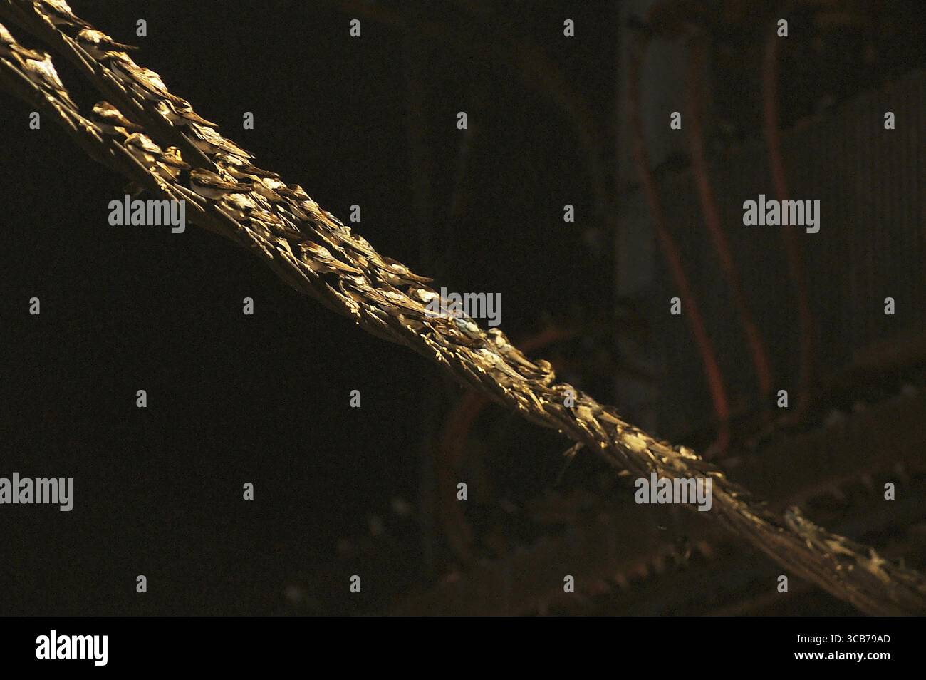 7 octobre 2023, Yogyakarta, Yogyakarta, Indonésie : des milliers de hirundo rustica asiatiques perchés sur les lignes électriques de la ville et les lumières des panneaux d'affichage pour se reposer la nuit à Yogyakarta, le 7,2023 octobre. Cet oiseau de petite longueur migre de ses aires de reproduction en Amérique du Nord et en Eurasie. Pour éviter les conditions météorologiques extrêmes, ces oiseaux volent, cherchent de la nourriture et se reposent dans d'autres régions. L'itinéraire de voyage est assez long, à partir de l'Amérique centrale et du Sud, du sud de l'Espagne, du Maroc, de l'Egypte, de l'Afrique subsaharienne, moyen-Orient, Inde, Indochine, Malaisie, Australie, jusqu'à l'arrivée en Indonésie à Septembe Banque D'Images