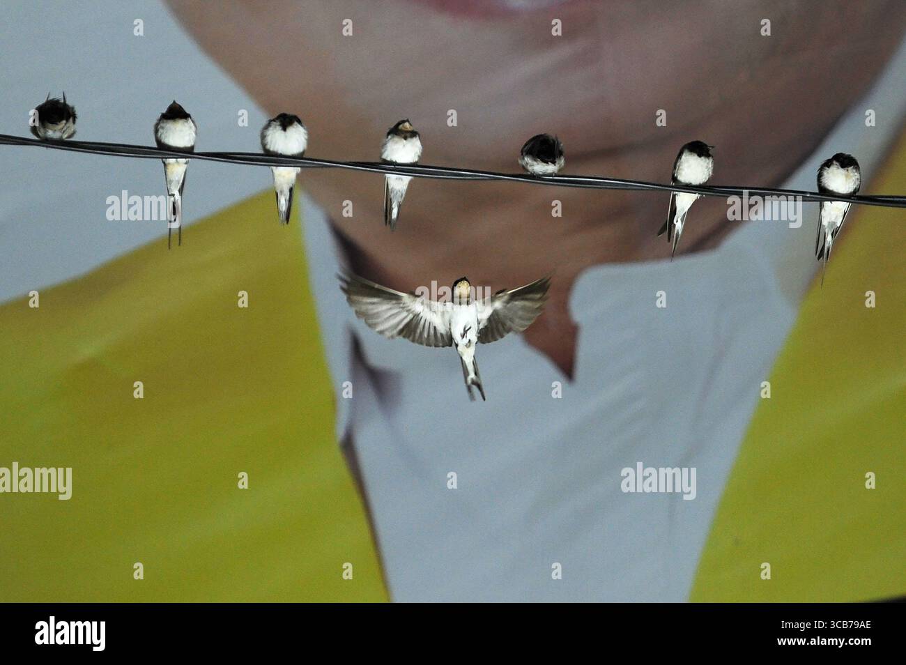 7 octobre 2023, Yogyakarta, Yogyakarta, Indonésie : des milliers de hirundo rustica asiatiques perchés sur les lignes électriques de la ville et les lumières des panneaux d'affichage pour se reposer la nuit à Yogyakarta, le 7,2023 octobre. Cet oiseau de petite longueur migre de ses aires de reproduction en Amérique du Nord et en Eurasie. Pour éviter les conditions météorologiques extrêmes, ces oiseaux volent, cherchent de la nourriture et se reposent dans d'autres régions. L'itinéraire de voyage est assez long, à partir de l'Amérique centrale et du Sud, du sud de l'Espagne, du Maroc, de l'Egypte, de l'Afrique subsaharienne, moyen-Orient, Inde, Indochine, Malaisie, Australie, jusqu'à l'arrivée en Indonésie à Septembe Banque D'Images