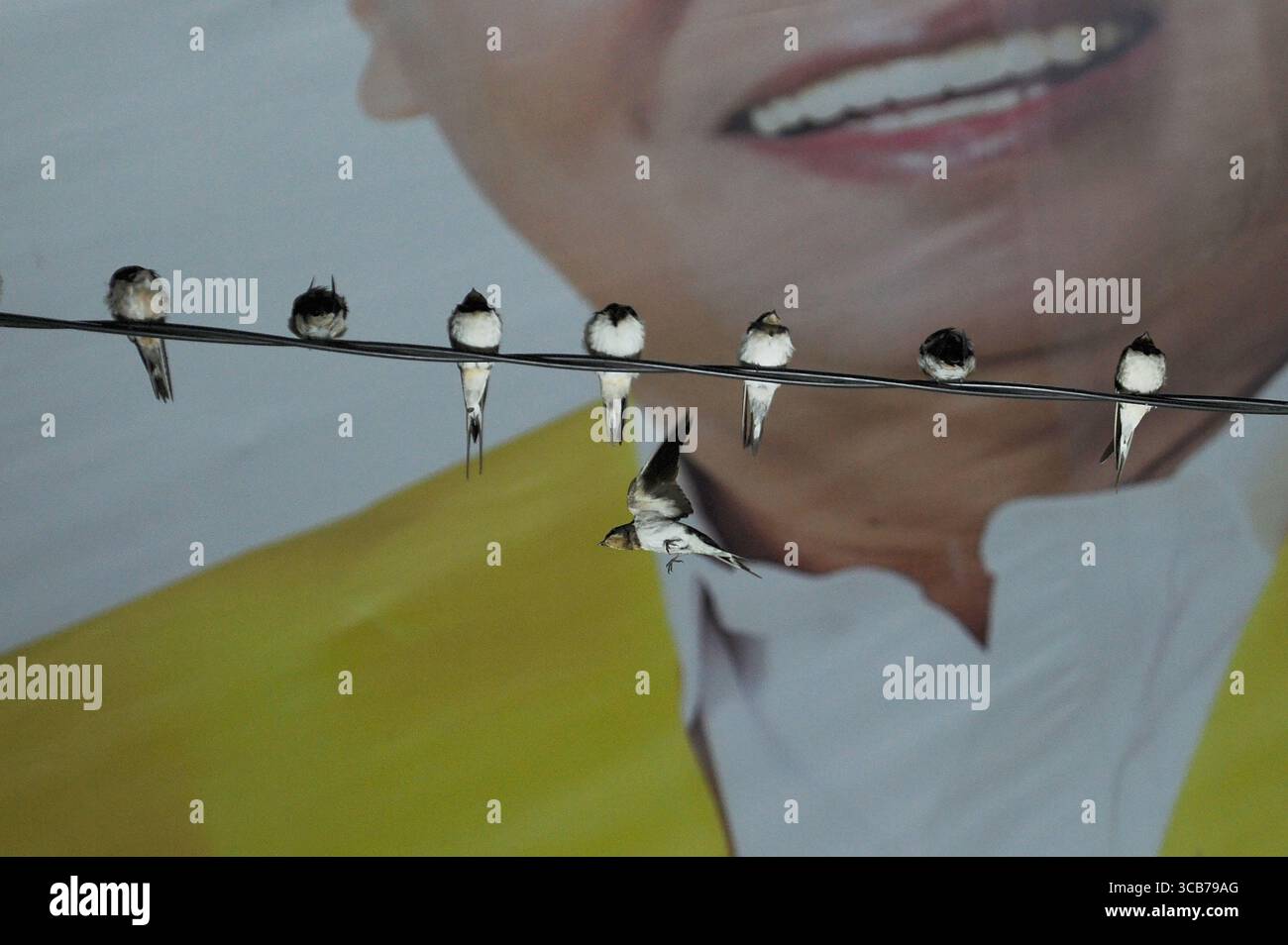 7 octobre 2023, Yogyakarta, Yogyakarta, Indonésie : des milliers de hirundo rustica asiatiques perchés sur les lignes électriques de la ville et les lumières des panneaux d'affichage pour se reposer la nuit à Yogyakarta, le 7,2023 octobre. Cet oiseau de petite longueur migre de ses aires de reproduction en Amérique du Nord et en Eurasie. Pour éviter les conditions météorologiques extrêmes, ces oiseaux volent, cherchent de la nourriture et se reposent dans d'autres régions. L'itinéraire de voyage est assez long, à partir de l'Amérique centrale et du Sud, du sud de l'Espagne, du Maroc, de l'Egypte, de l'Afrique subsaharienne, moyen-Orient, Inde, Indochine, Malaisie, Australie, jusqu'à l'arrivée en Indonésie à Septembe Banque D'Images