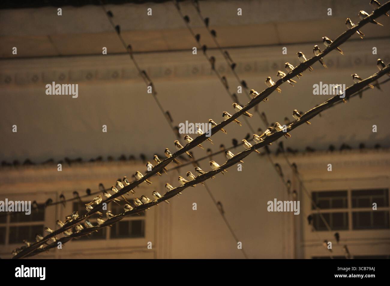 7 octobre 2023, Yogyakarta, Yogyakarta, Indonésie : des milliers de hirundo rustica asiatiques perchés sur les lignes électriques de la ville et les lumières des panneaux d'affichage pour se reposer la nuit à Yogyakarta, le 7,2023 octobre. Cet oiseau de petite longueur migre de ses aires de reproduction en Amérique du Nord et en Eurasie. Pour éviter les conditions météorologiques extrêmes, ces oiseaux volent, cherchent de la nourriture et se reposent dans d'autres régions. L'itinéraire de voyage est assez long, à partir de l'Amérique centrale et du Sud, du sud de l'Espagne, du Maroc, de l'Egypte, de l'Afrique subsaharienne, moyen-Orient, Inde, Indochine, Malaisie, Australie, jusqu'à l'arrivée en Indonésie à Septembe Banque D'Images