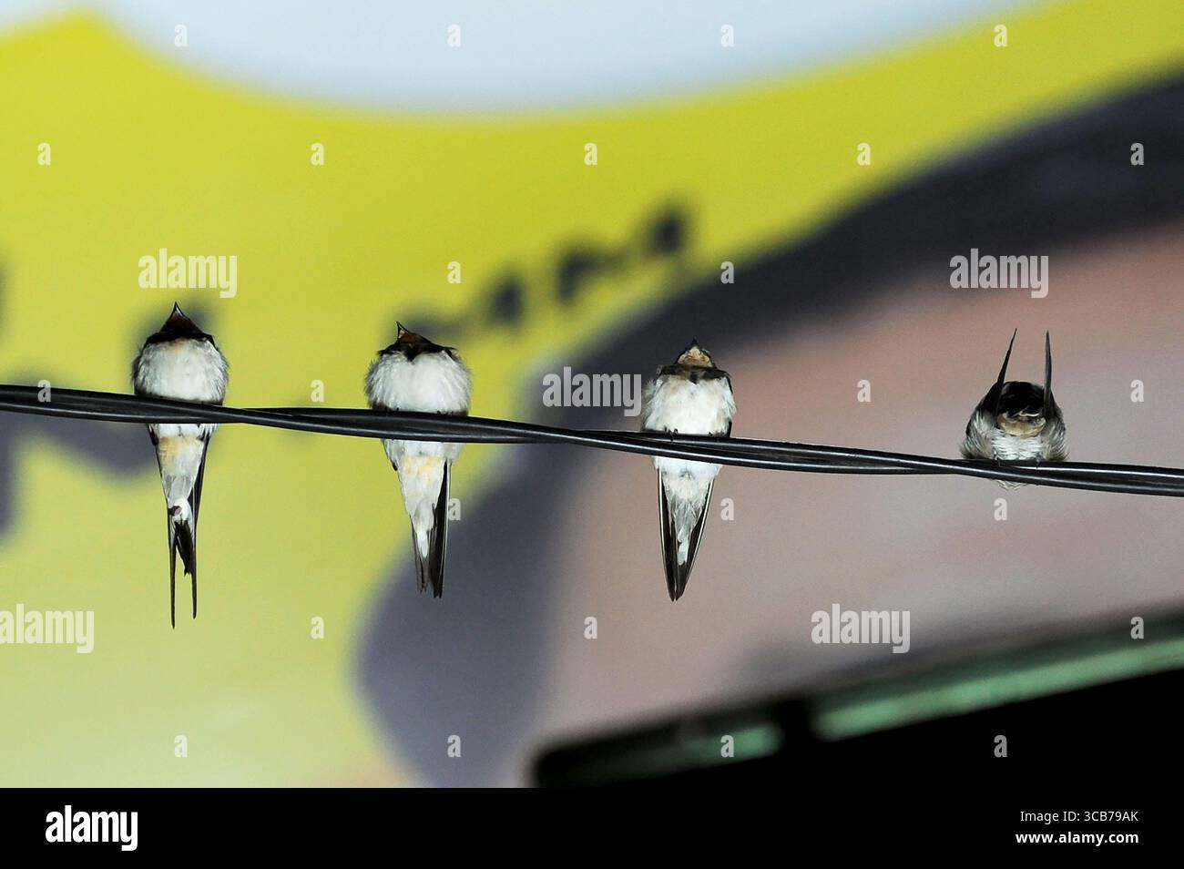 7 octobre 2023, Yogyakarta, Yogyakarta, Indonésie : des milliers de hirundo rustica asiatiques perchés sur les lignes électriques de la ville et les lumières des panneaux d'affichage pour se reposer la nuit à Yogyakarta, le 7,2023 octobre. Cet oiseau de petite longueur migre de ses aires de reproduction en Amérique du Nord et en Eurasie. Pour éviter les conditions météorologiques extrêmes, ces oiseaux volent, cherchent de la nourriture et se reposent dans d'autres régions. L'itinéraire de voyage est assez long, à partir de l'Amérique centrale et du Sud, du sud de l'Espagne, du Maroc, de l'Egypte, de l'Afrique subsaharienne, moyen-Orient, Inde, Indochine, Malaisie, Australie, jusqu'à l'arrivée en Indonésie à Septembe Banque D'Images