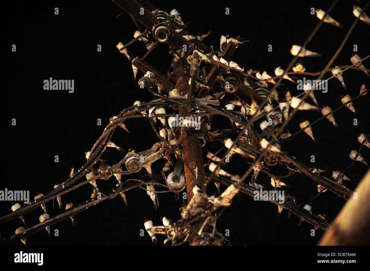 7 octobre 2023, Yogyakarta, Yogyakarta, Indonésie : des milliers de hirundo rustica asiatiques perchés sur les lignes électriques de la ville et les lumières des panneaux d'affichage pour se reposer la nuit à Yogyakarta, le 7,2023 octobre. Cet oiseau de petite longueur migre de ses aires de reproduction en Amérique du Nord et en Eurasie. Pour éviter les conditions météorologiques extrêmes, ces oiseaux volent, cherchent de la nourriture et se reposent dans d'autres régions. L'itinéraire de voyage est assez long, à partir de l'Amérique centrale et du Sud, du sud de l'Espagne, du Maroc, de l'Egypte, de l'Afrique subsaharienne, moyen-Orient, Inde, Indochine, Malaisie, Australie, jusqu'à l'arrivée en Indonésie à Septembe Banque D'Images