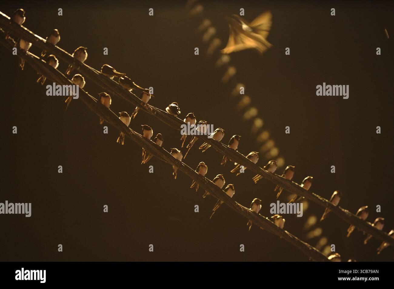 7 octobre 2023, Yogyakarta, Yogyakarta, Indonésie : des milliers de hirundo rustica asiatiques perchés sur les lignes électriques de la ville et les lumières des panneaux d'affichage pour se reposer la nuit à Yogyakarta, le 7,2023 octobre. Cet oiseau de petite longueur migre de ses aires de reproduction en Amérique du Nord et en Eurasie. Pour éviter les conditions météorologiques extrêmes, ces oiseaux volent, cherchent de la nourriture et se reposent dans d'autres régions. L'itinéraire de voyage est assez long, à partir de l'Amérique centrale et du Sud, du sud de l'Espagne, du Maroc, de l'Egypte, de l'Afrique subsaharienne, moyen-Orient, Inde, Indochine, Malaisie, Australie, jusqu'à l'arrivée en Indonésie à Septembe Banque D'Images