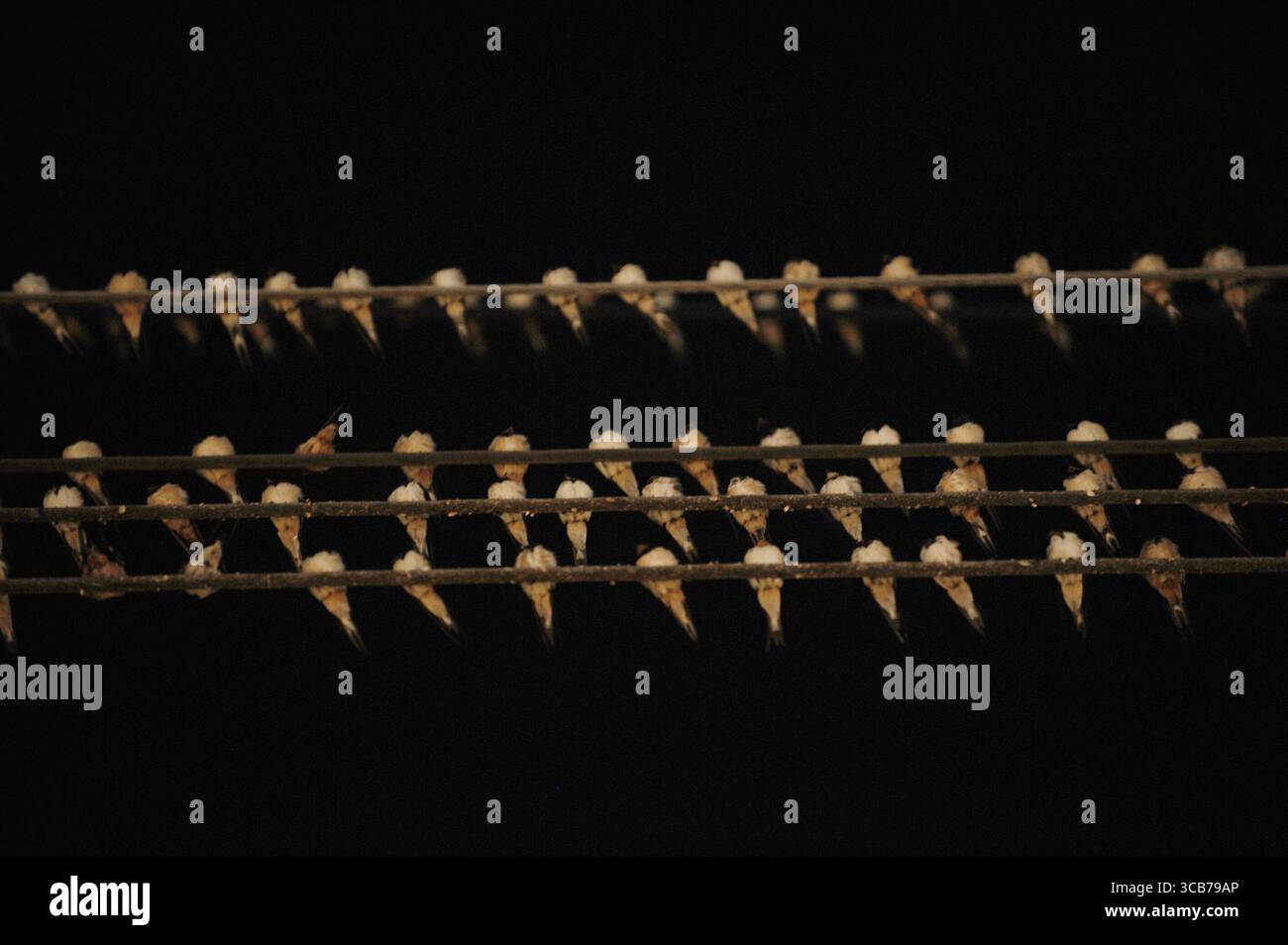 7 octobre 2023, Yogyakarta, Yogyakarta, Indonésie : des milliers de hirundo rustica asiatiques perchés sur les lignes électriques de la ville et les lumières des panneaux d'affichage pour se reposer la nuit à Yogyakarta, le 7,2023 octobre. Cet oiseau de petite longueur migre de ses aires de reproduction en Amérique du Nord et en Eurasie. Pour éviter les conditions météorologiques extrêmes, ces oiseaux volent, cherchent de la nourriture et se reposent dans d'autres régions. L'itinéraire de voyage est assez long, à partir de l'Amérique centrale et du Sud, du sud de l'Espagne, du Maroc, de l'Egypte, de l'Afrique subsaharienne, moyen-Orient, Inde, Indochine, Malaisie, Australie, jusqu'à l'arrivée en Indonésie à Septembe Banque D'Images