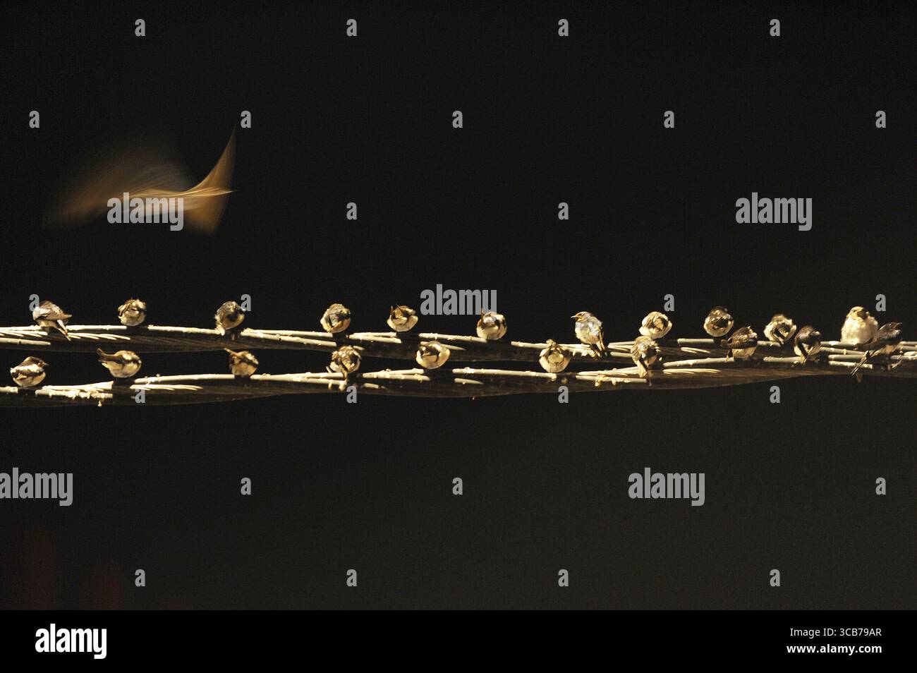 7 octobre 2023, Yogyakarta, Yogyakarta, Indonésie : des milliers de hirundo rustica asiatiques perchés sur les lignes électriques de la ville et les lumières des panneaux d'affichage pour se reposer la nuit à Yogyakarta, le 7,2023 octobre. Cet oiseau de petite longueur migre de ses aires de reproduction en Amérique du Nord et en Eurasie. Pour éviter les conditions météorologiques extrêmes, ces oiseaux volent, cherchent de la nourriture et se reposent dans d'autres régions. L'itinéraire de voyage est assez long, à partir de l'Amérique centrale et du Sud, du sud de l'Espagne, du Maroc, de l'Egypte, de l'Afrique subsaharienne, moyen-Orient, Inde, Indochine, Malaisie, Australie, jusqu'à l'arrivée en Indonésie à Septembe Banque D'Images