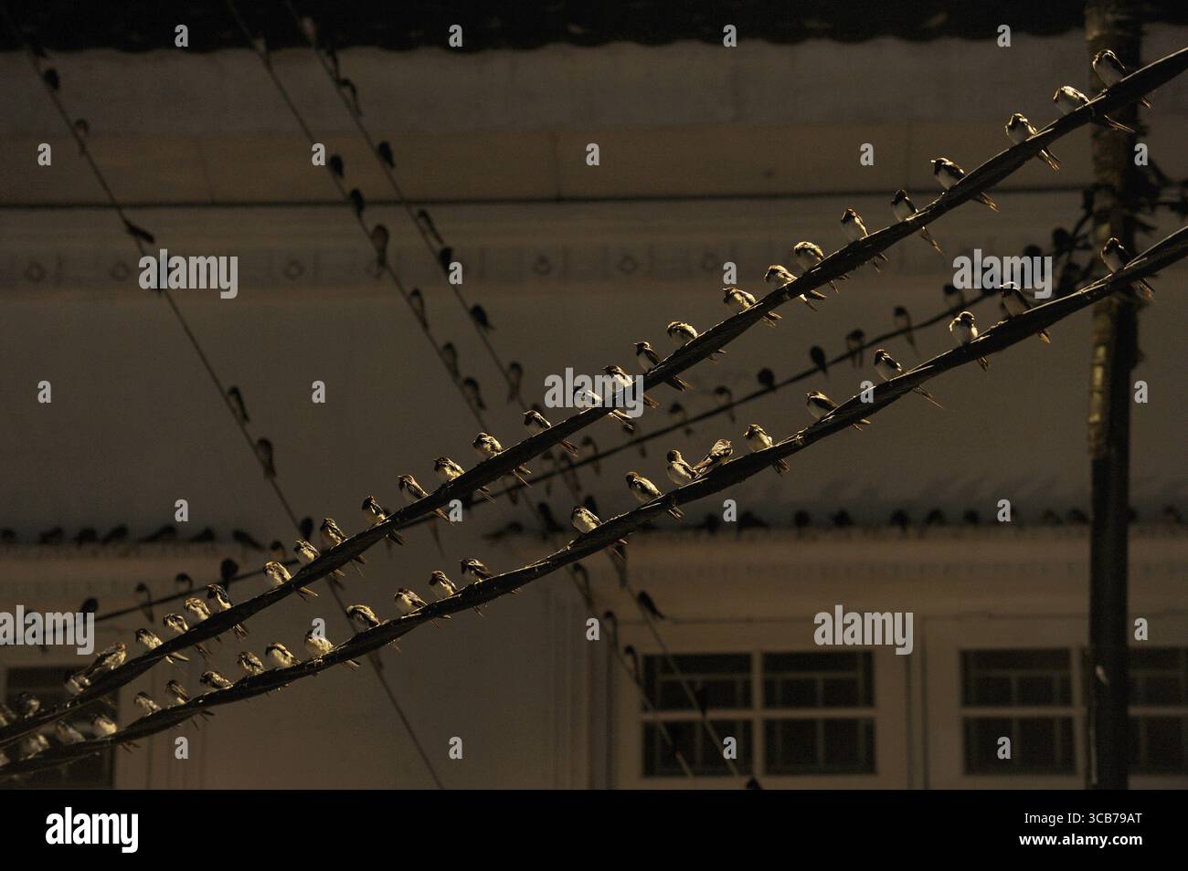 7 octobre 2023, Yogyakarta, Yogyakarta, Indonésie : des milliers de hirundo rustica asiatiques perchés sur les lignes électriques de la ville et les lumières des panneaux d'affichage pour se reposer la nuit à Yogyakarta, le 7,2023 octobre. Cet oiseau de petite longueur migre de ses aires de reproduction en Amérique du Nord et en Eurasie. Pour éviter les conditions météorologiques extrêmes, ces oiseaux volent, cherchent de la nourriture et se reposent dans d'autres régions. L'itinéraire de voyage est assez long, à partir de l'Amérique centrale et du Sud, du sud de l'Espagne, du Maroc, de l'Egypte, de l'Afrique subsaharienne, moyen-Orient, Inde, Indochine, Malaisie, Australie, jusqu'à l'arrivée en Indonésie à Septembe Banque D'Images