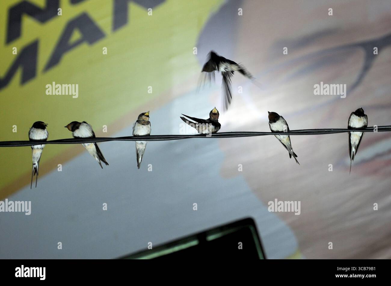 7 octobre 2023, Yogyakarta, Yogyakarta, Indonésie : des milliers de hirundo rustica asiatiques perchés sur les lignes électriques de la ville et les lumières des panneaux d'affichage pour se reposer la nuit à Yogyakarta, le 7,2023 octobre. Cet oiseau de petite longueur migre de ses aires de reproduction en Amérique du Nord et en Eurasie. Pour éviter les conditions météorologiques extrêmes, ces oiseaux volent, cherchent de la nourriture et se reposent dans d'autres régions. L'itinéraire de voyage est assez long, à partir de l'Amérique centrale et du Sud, du sud de l'Espagne, du Maroc, de l'Egypte, de l'Afrique subsaharienne, moyen-Orient, Inde, Indochine, Malaisie, Australie, jusqu'à l'arrivée en Indonésie à Septembe Banque D'Images