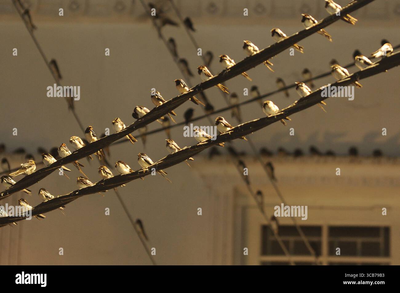 7 octobre 2023, Yogyakarta, Yogyakarta, Indonésie : des milliers de hirundo rustica asiatiques perchés sur les lignes électriques de la ville et les lumières des panneaux d'affichage pour se reposer la nuit à Yogyakarta, le 7,2023 octobre. Cet oiseau de petite longueur migre de ses aires de reproduction en Amérique du Nord et en Eurasie. Pour éviter les conditions météorologiques extrêmes, ces oiseaux volent, cherchent de la nourriture et se reposent dans d'autres régions. L'itinéraire de voyage est assez long, à partir de l'Amérique centrale et du Sud, du sud de l'Espagne, du Maroc, de l'Egypte, de l'Afrique subsaharienne, moyen-Orient, Inde, Indochine, Malaisie, Australie, jusqu'à l'arrivée en Indonésie à Septembe Banque D'Images