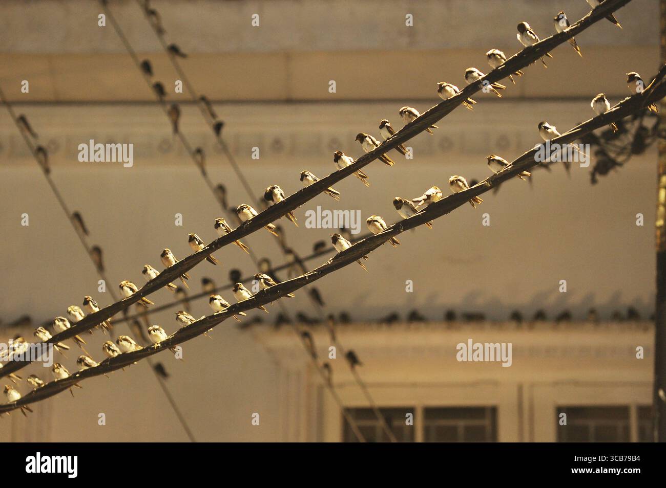 7 octobre 2023, Yogyakarta, Yogyakarta, Indonésie : des milliers de hirundo rustica asiatiques perchés sur les lignes électriques de la ville et les lumières des panneaux d'affichage pour se reposer la nuit à Yogyakarta, le 7,2023 octobre. Cet oiseau de petite longueur migre de ses aires de reproduction en Amérique du Nord et en Eurasie. Pour éviter les conditions météorologiques extrêmes, ces oiseaux volent, cherchent de la nourriture et se reposent dans d'autres régions. L'itinéraire de voyage est assez long, à partir de l'Amérique centrale et du Sud, du sud de l'Espagne, du Maroc, de l'Egypte, de l'Afrique subsaharienne, moyen-Orient, Inde, Indochine, Malaisie, Australie, jusqu'à l'arrivée en Indonésie à Septembe Banque D'Images