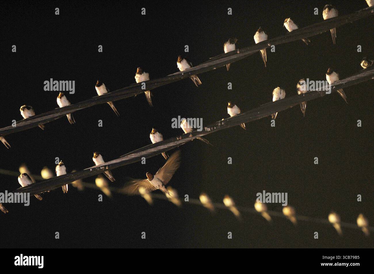 7 octobre 2023 : YOGYAKARTA, INDONÉSIE, OCTOBRE - 7 OCTOBRE : des milliers d'hirundo rustica asiatiques perchés sur les lignes électriques de la ville et les panneaux d'affichage pour se reposer la nuit à Yogyakarta, le 7,2023 septembre. Cet oiseau de petite longueur migre de ses aires de reproduction en Amérique du Nord et en Eurasie. Pour éviter les conditions météorologiques extrêmes, ces oiseaux volent, cherchent de la nourriture et se reposent dans d'autres régions. L'itinéraire de voyage est assez long, à partir de l'Amérique centrale et du Sud, du sud de l'Espagne, du Maroc, de l'Egypte, de l'Afrique subsaharienne, moyen-Orient, Inde, Indochine, Malaisie, Australie, jusqu'à l'arrivée en Indonésie en septembre Banque D'Images