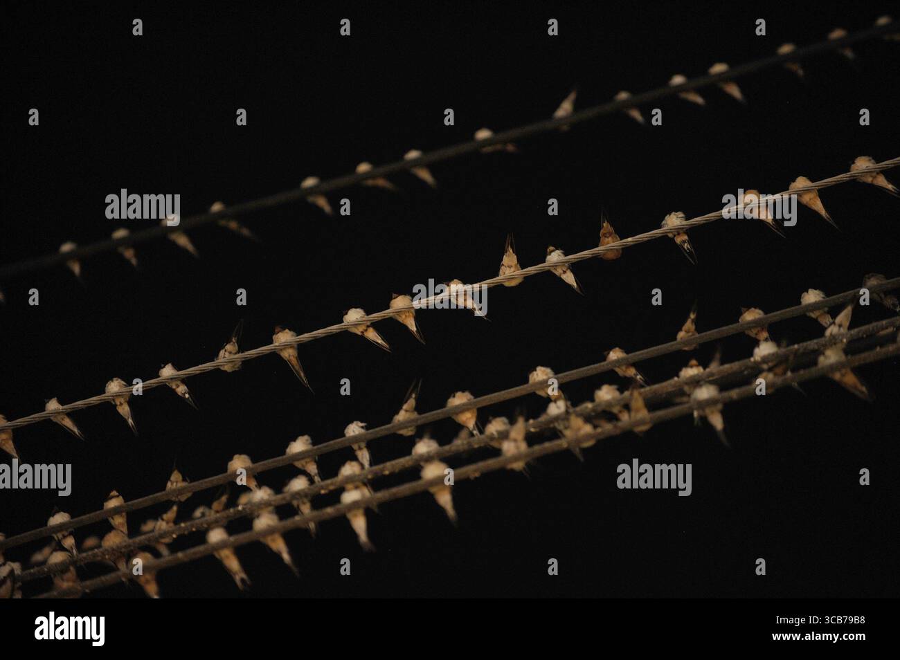 7 octobre 2023, Yogyakarta, Yogyakarta, Indonésie : des milliers de hirundo rustica asiatiques perchés sur les lignes électriques de la ville et les lumières des panneaux d'affichage pour se reposer la nuit à Yogyakarta, le 7,2023 octobre. Cet oiseau de petite longueur migre de ses aires de reproduction en Amérique du Nord et en Eurasie. Pour éviter les conditions météorologiques extrêmes, ces oiseaux volent, cherchent de la nourriture et se reposent dans d'autres régions. L'itinéraire de voyage est assez long, à partir de l'Amérique centrale et du Sud, du sud de l'Espagne, du Maroc, de l'Egypte, de l'Afrique subsaharienne, moyen-Orient, Inde, Indochine, Malaisie, Australie, jusqu'à l'arrivée en Indonésie à Septembe Banque D'Images