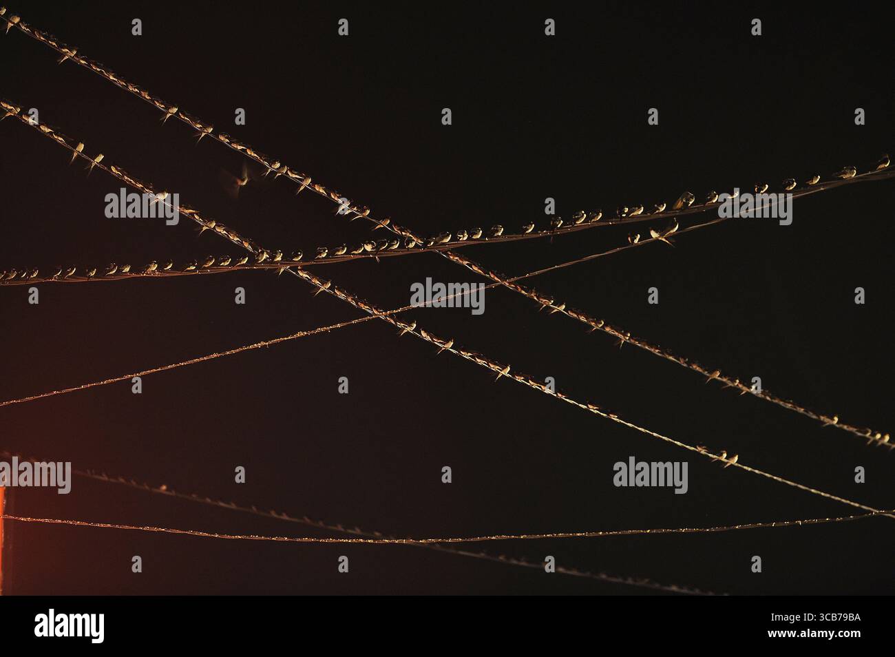 7 octobre 2023, Yogyakarta, Yogyakarta, Indonésie : des milliers de hirundo rustica asiatiques perchés sur les lignes électriques de la ville et les lumières des panneaux d'affichage pour se reposer la nuit à Yogyakarta, le 7,2023 octobre. Cet oiseau de petite longueur migre de ses aires de reproduction en Amérique du Nord et en Eurasie. Pour éviter les conditions météorologiques extrêmes, ces oiseaux volent, cherchent de la nourriture et se reposent dans d'autres régions. L'itinéraire de voyage est assez long, à partir de l'Amérique centrale et du Sud, du sud de l'Espagne, du Maroc, de l'Egypte, de l'Afrique subsaharienne, moyen-Orient, Inde, Indochine, Malaisie, Australie, jusqu'à l'arrivée en Indonésie à Septembe Banque D'Images