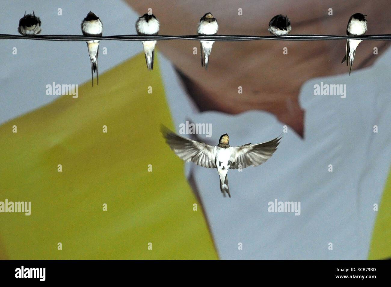 7 octobre 2023, Yogyakarta, Yogyakarta, Indonésie : des milliers de hirundo rustica asiatiques perchés sur les lignes électriques de la ville et les lumières des panneaux d'affichage pour se reposer la nuit à Yogyakarta, le 7,2023 octobre. Cet oiseau de petite longueur migre de ses aires de reproduction en Amérique du Nord et en Eurasie. Pour éviter les conditions météorologiques extrêmes, ces oiseaux volent, cherchent de la nourriture et se reposent dans d'autres régions. L'itinéraire de voyage est assez long, à partir de l'Amérique centrale et du Sud, du sud de l'Espagne, du Maroc, de l'Egypte, de l'Afrique subsaharienne, moyen-Orient, Inde, Indochine, Malaisie, Australie, jusqu'à l'arrivée en Indonésie à Septembe Banque D'Images