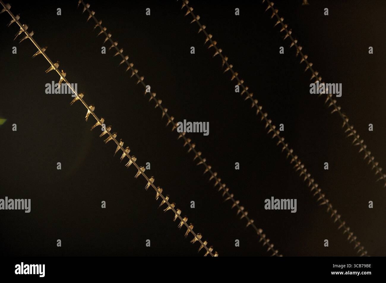 7 octobre 2023, Yogyakarta, Yogyakarta, Indonésie : des milliers de hirundo rustica asiatiques perchés sur les lignes électriques de la ville et les lumières des panneaux d'affichage pour se reposer la nuit à Yogyakarta, le 7,2023 octobre. Cet oiseau de petite longueur migre de ses aires de reproduction en Amérique du Nord et en Eurasie. Pour éviter les conditions météorologiques extrêmes, ces oiseaux volent, cherchent de la nourriture et se reposent dans d'autres régions. L'itinéraire de voyage est assez long, à partir de l'Amérique centrale et du Sud, du sud de l'Espagne, du Maroc, de l'Egypte, de l'Afrique subsaharienne, moyen-Orient, Inde, Indochine, Malaisie, Australie, jusqu'à l'arrivée en Indonésie à Septembe Banque D'Images