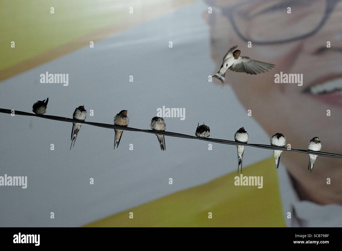 7 octobre 2023, Yogyakarta, Yogyakarta, Indonésie : des milliers de hirundo rustica asiatiques perchés sur les lignes électriques de la ville et les lumières des panneaux d'affichage pour se reposer la nuit à Yogyakarta, le 7,2023 octobre. Cet oiseau de petite longueur migre de ses aires de reproduction en Amérique du Nord et en Eurasie. Pour éviter les conditions météorologiques extrêmes, ces oiseaux volent, cherchent de la nourriture et se reposent dans d'autres régions. L'itinéraire de voyage est assez long, à partir de l'Amérique centrale et du Sud, du sud de l'Espagne, du Maroc, de l'Egypte, de l'Afrique subsaharienne, moyen-Orient, Inde, Indochine, Malaisie, Australie, jusqu'à l'arrivée en Indonésie à Septembe Banque D'Images