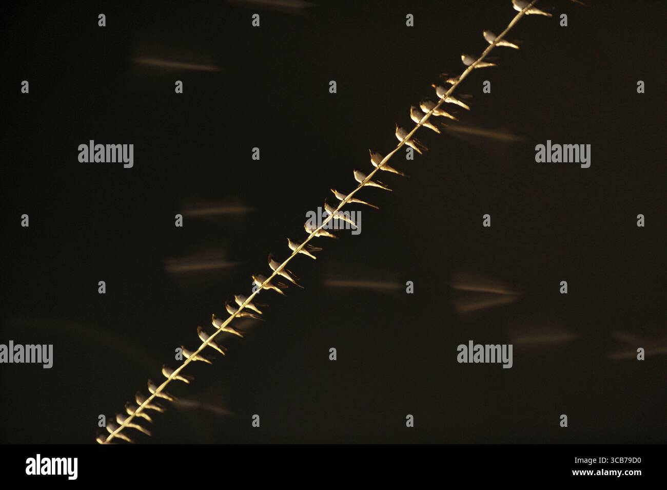 7 octobre 2023, Yogyakarta, Yogyakarta, Indonésie : des milliers de hirundo rustica asiatiques perchés sur les lignes électriques de la ville et les lumières des panneaux d'affichage pour se reposer la nuit à Yogyakarta, le 7,2023 octobre. Cet oiseau de petite longueur migre de ses aires de reproduction en Amérique du Nord et en Eurasie. Pour éviter les conditions météorologiques extrêmes, ces oiseaux volent, cherchent de la nourriture et se reposent dans d'autres régions. L'itinéraire de voyage est assez long, à partir de l'Amérique centrale et du Sud, du sud de l'Espagne, du Maroc, de l'Egypte, de l'Afrique subsaharienne, moyen-Orient, Inde, Indochine, Malaisie, Australie, jusqu'à l'arrivée en Indonésie à Septembe Banque D'Images