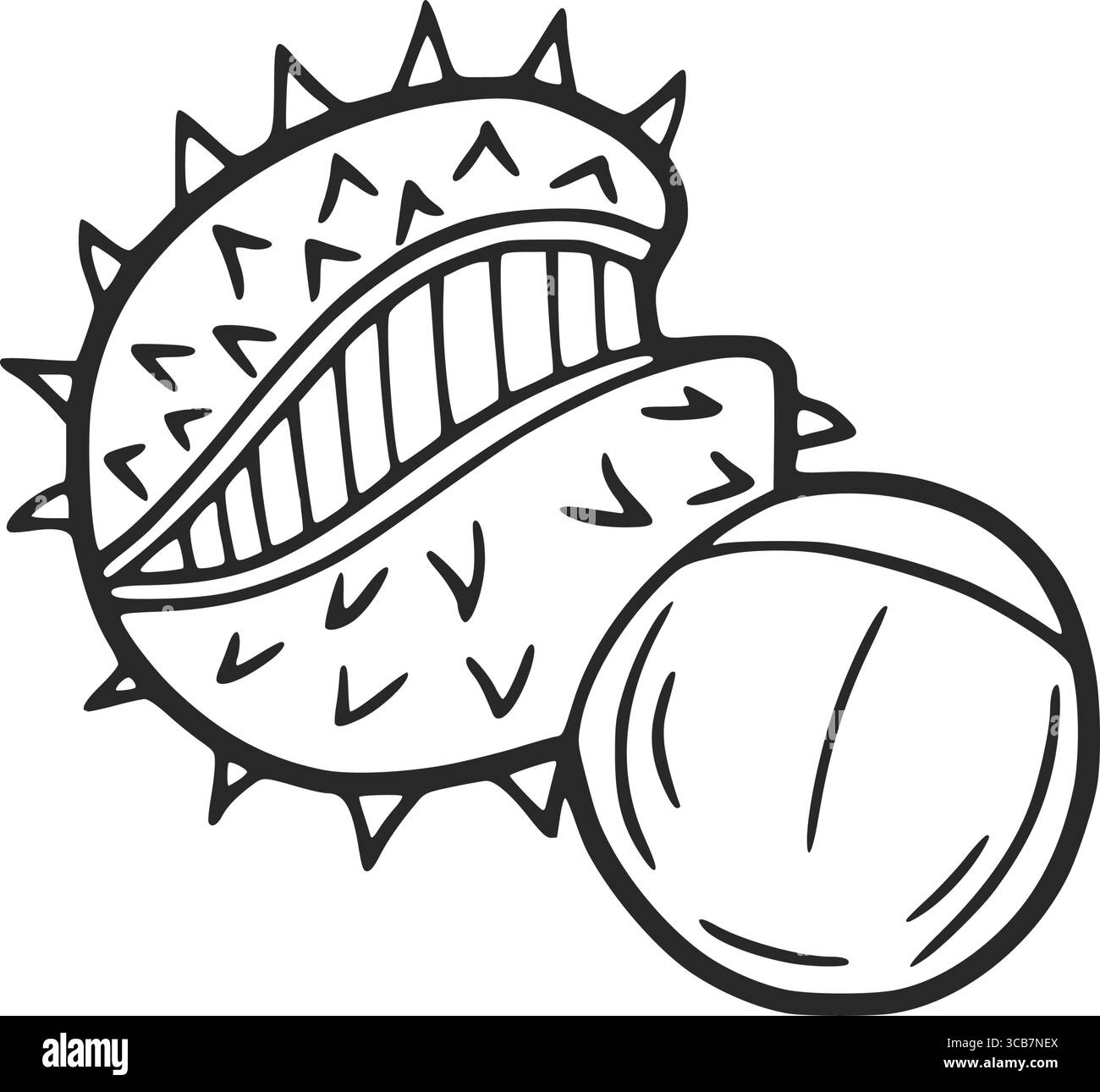 Châtaigne de cheval éclatant de sa coquille épaisse montrant la noix à l'intérieur Illustration de Vecteur