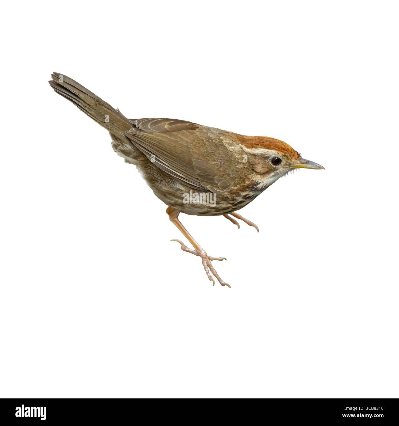 Gros plan d'un Babbler à gorge bouffante en vue de profil, avec des plumes rayées brunes chaudes, une gorge blanche et une couronne rousse, capturée sur un plan propre Banque D'Images