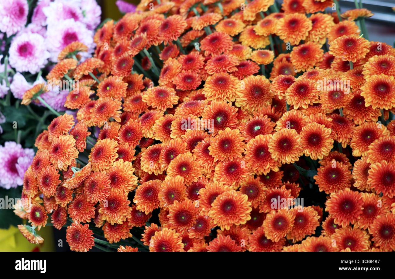 Les chrysanthèmes orange symbolisent la joie, le bonheur et d'autres sentiments positifs. Leur couleur vive reflète également les esprits élevés et l'énergie positive. Banque D'Images