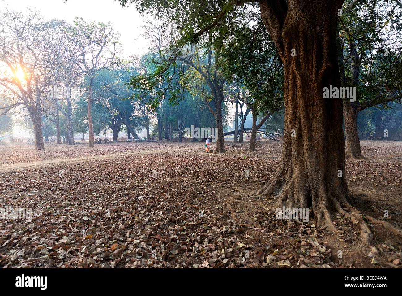 Femme locale debout près d'un vieil arbre dans un petit village dans une partie reculée de l'Inde, lever du soleil, paysage sec à la fin de la saison sèche Banque D'Images