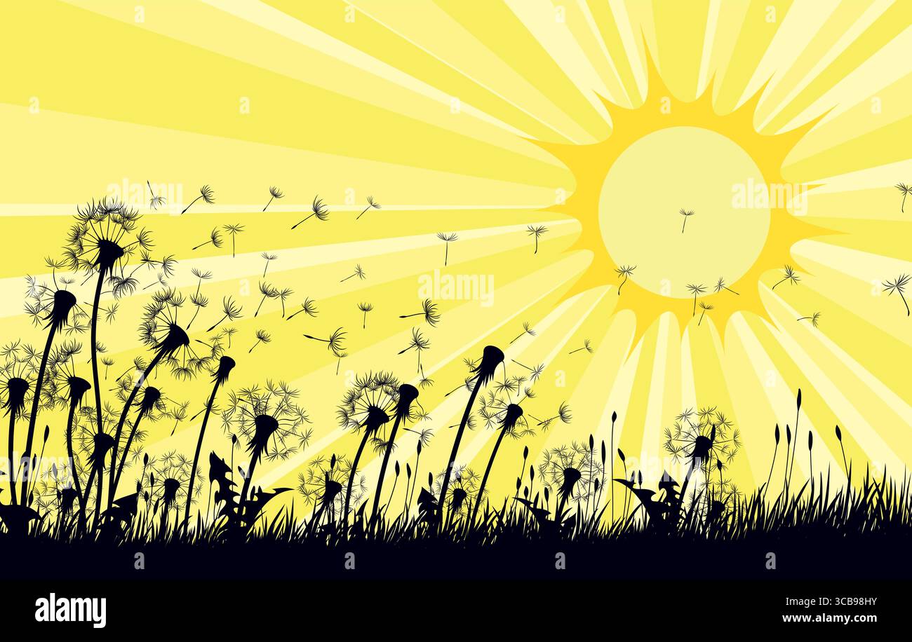 Les fleurs de pissenlit avec des graines volantes et le soleil. Illustration de Vecteur