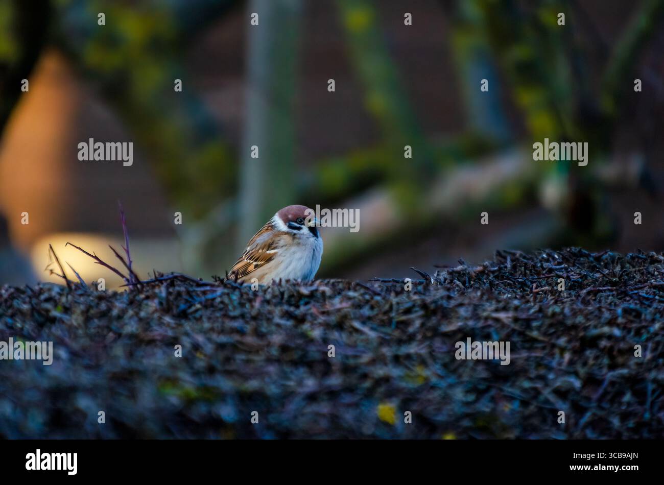 Moineaux perchés sur des branches épineuses au soleil doré de tôt le matin. oiseaux au repos, lumière chaude, téléobjectif, cadre rural, photographie de la nature, Banque D'Images