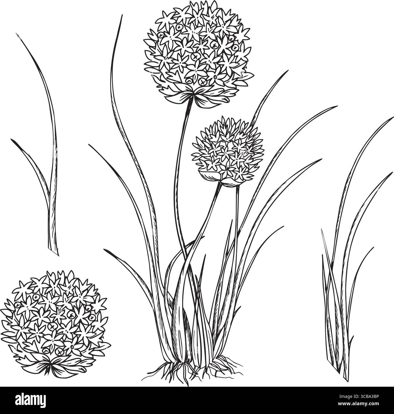 Ciboulette, ensemble de plantes d'ail. avec des feuilles et des fleurs. Illustration vectorielle de feuilles d'Allium tuberosum, inflorescences de fleurs isolées sur un fond Illustration de Vecteur
